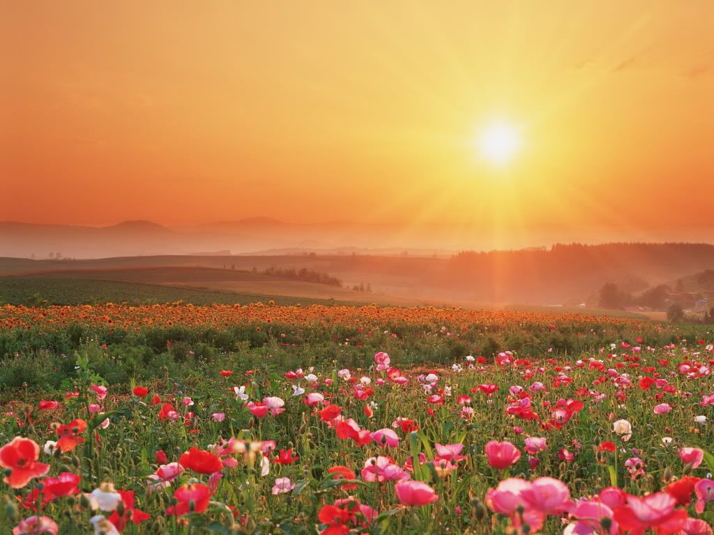 wallnature_pack2_32.jpg