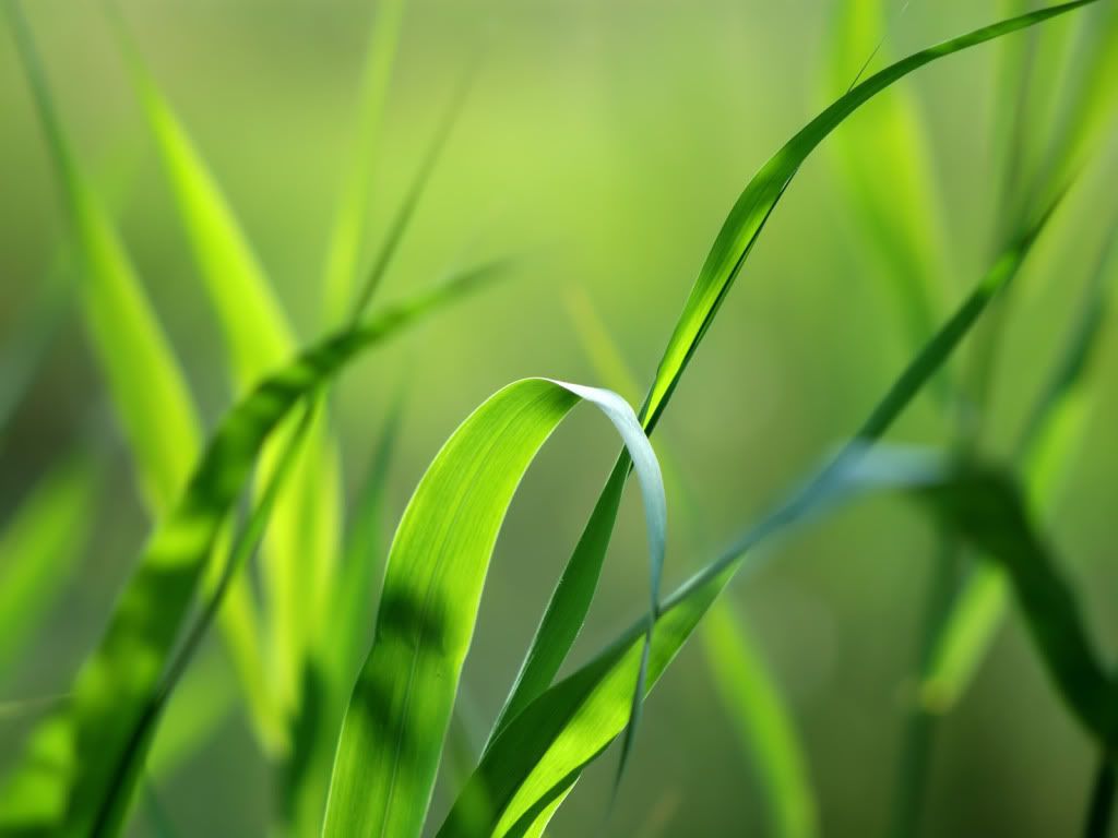 wallnature_pack2_34.jpg