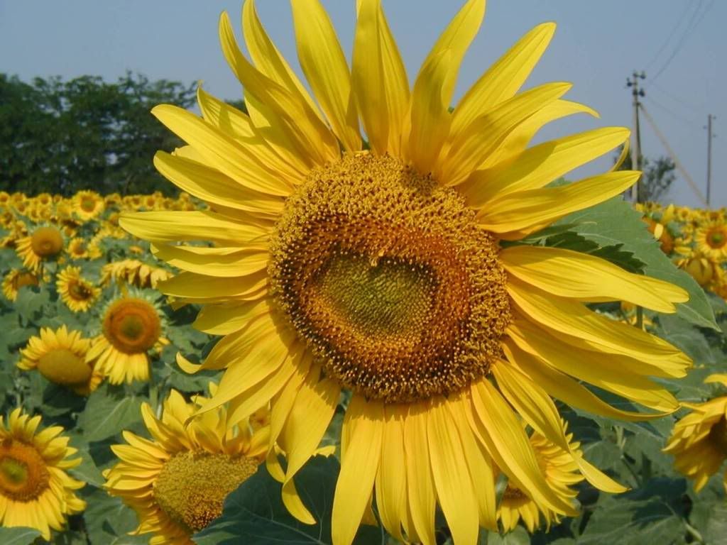 wallnature_pack2_35.jpg