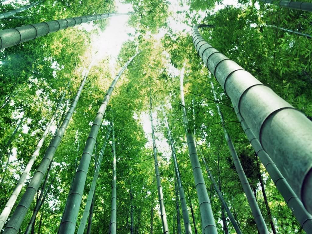 wallnature_pack2_5.jpg