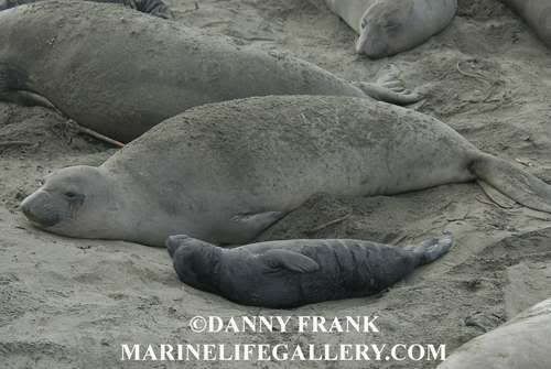Elephant Seal Pictures, Images and Photos