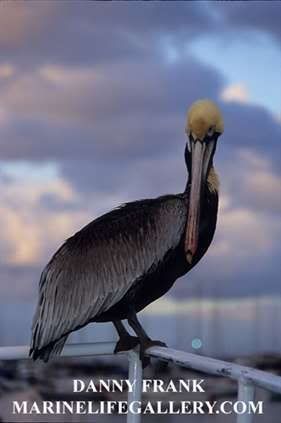 Brown Pelican Pictures, Images and Photos