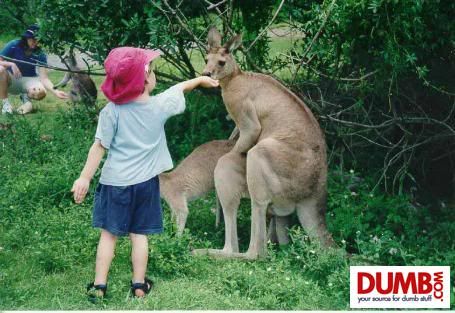 [Image: kangaroo.jpg]