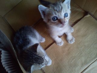 Cần tìm chủ cho 2 pé mèo dễ thương