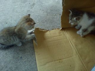 Cần tìm chủ cho 2 pé mèo dễ thương - 1