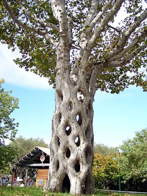 arboles arboles