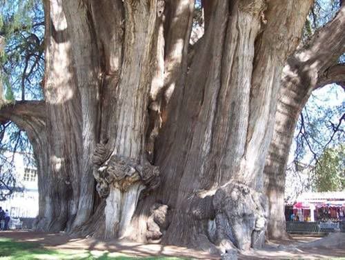 arboles arboles