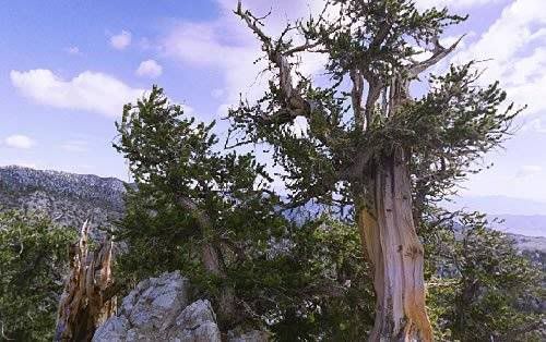 arboles arboles