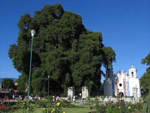 arboles curiosos arboles curiosos