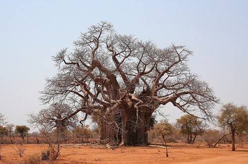 arboles arboles