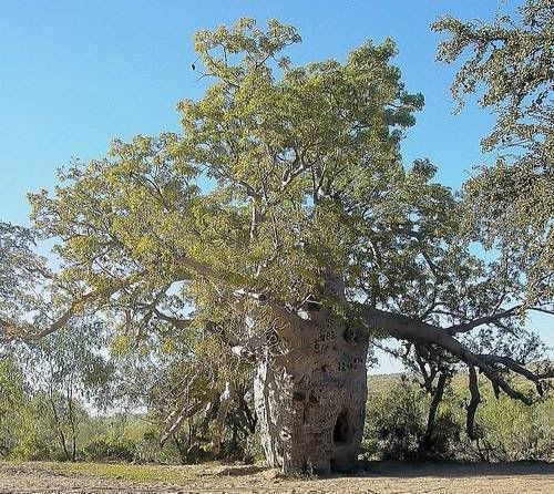 arboles curiosos arboles curiosos