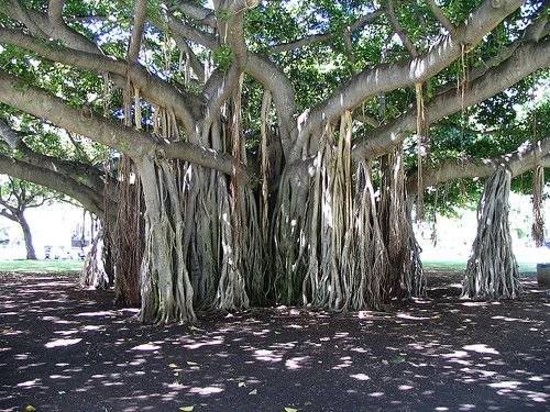 Arboles Curiosos y Pensamientos Arboles Curiosos y Pensamientos