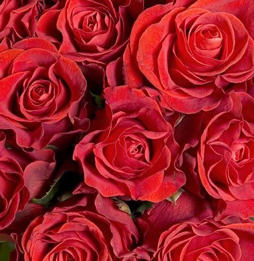 RedRoses_zps931359f5.jpg